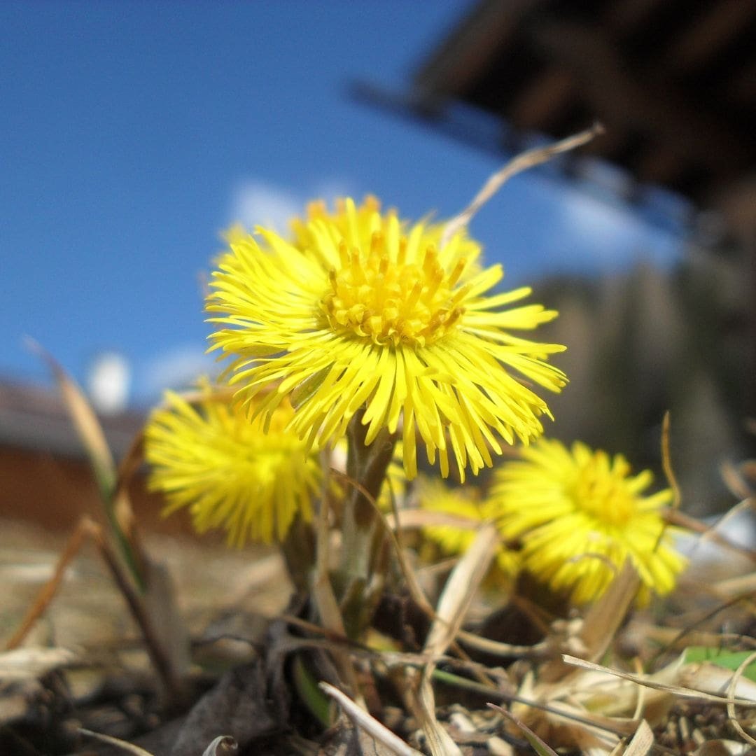 Coltsfoot Extract