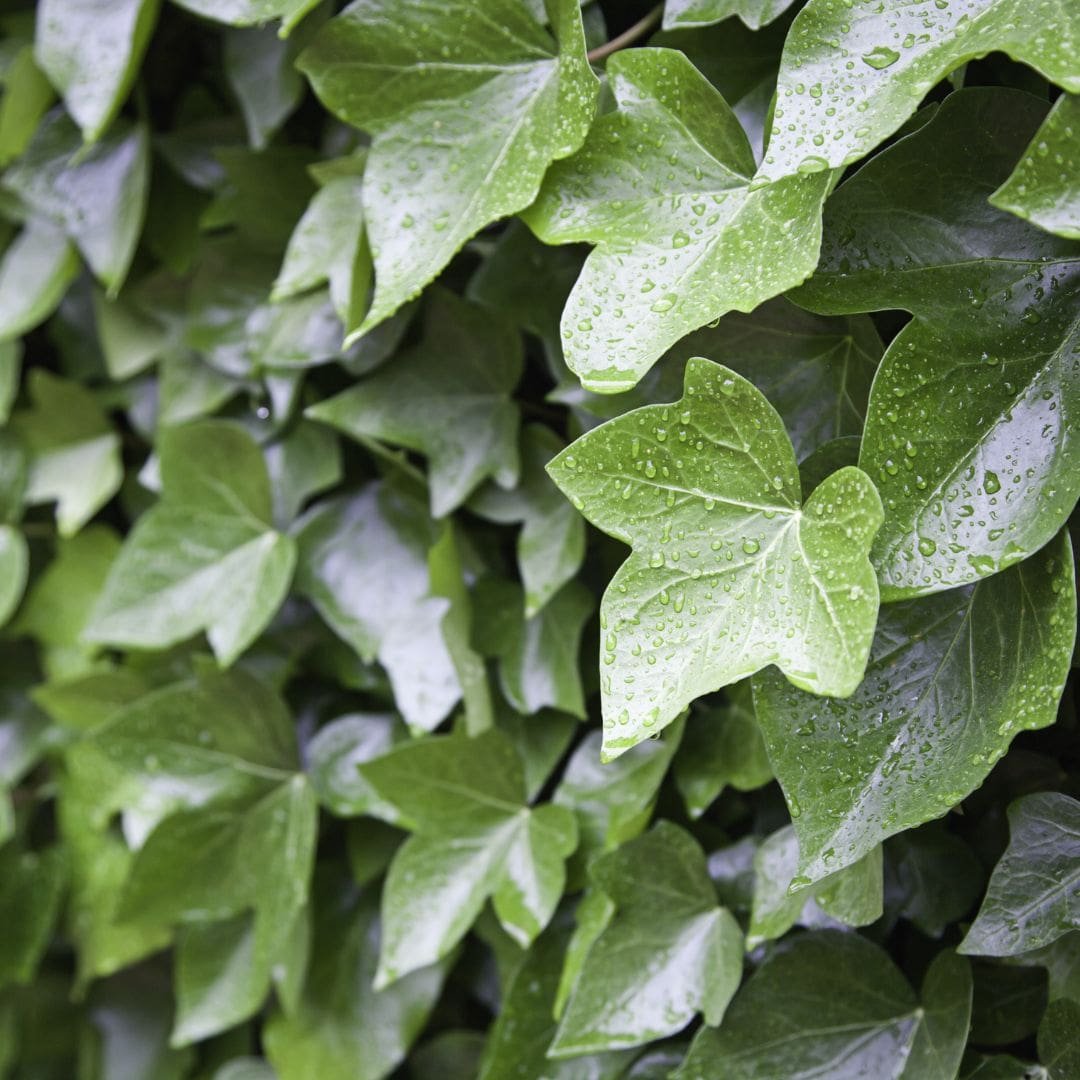 Ivy Extract