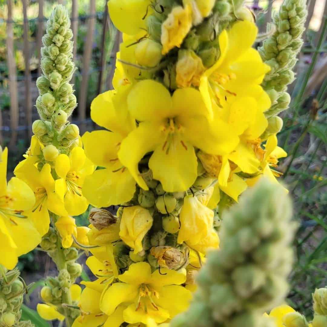 Mullein Extract